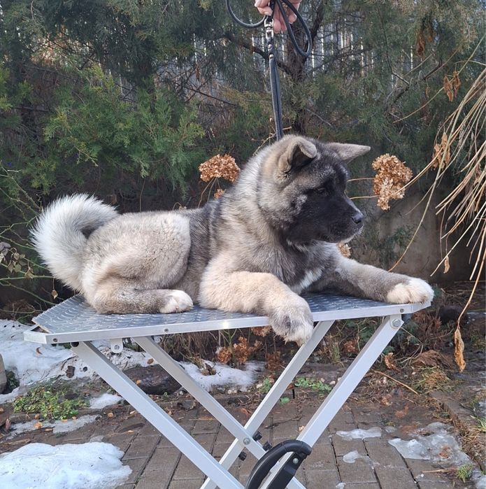 Американская акита