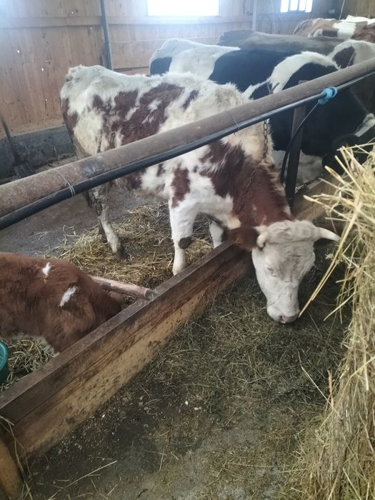 Juninca bălțată 2 ani jumate