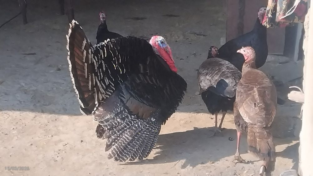 Kurkalar sotiladi sogʻlom eng yaxshi narxda