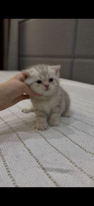 Скодиш фольд мальчик девочка