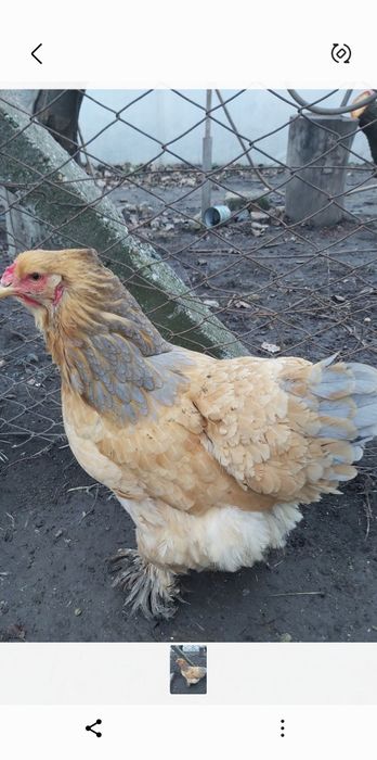 Vind 2 gaini brahman columbia  argintie