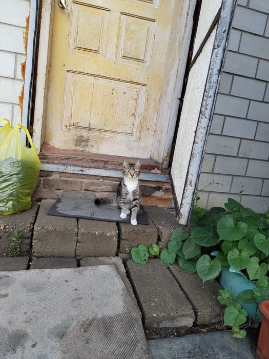 Отдам котят в хорошие руки.