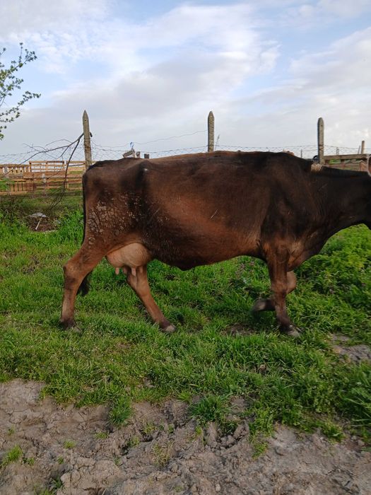 Млечни дойни крави