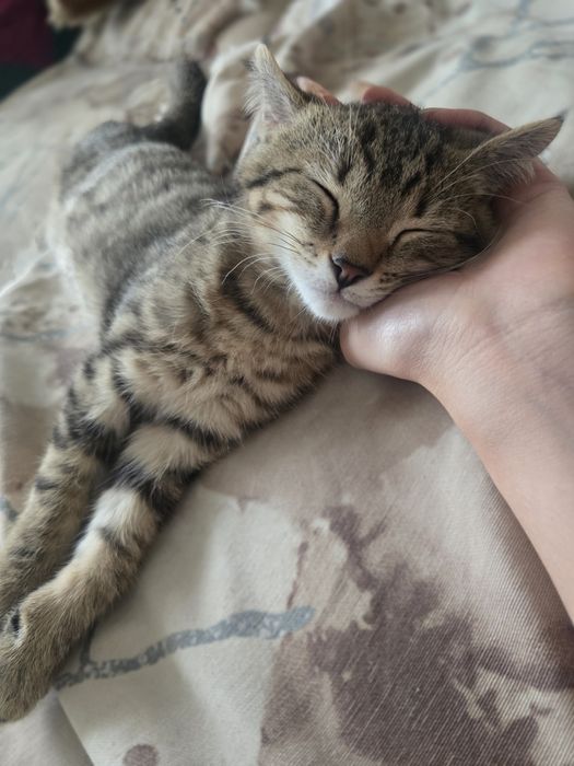 Отдам котенка бесплатно