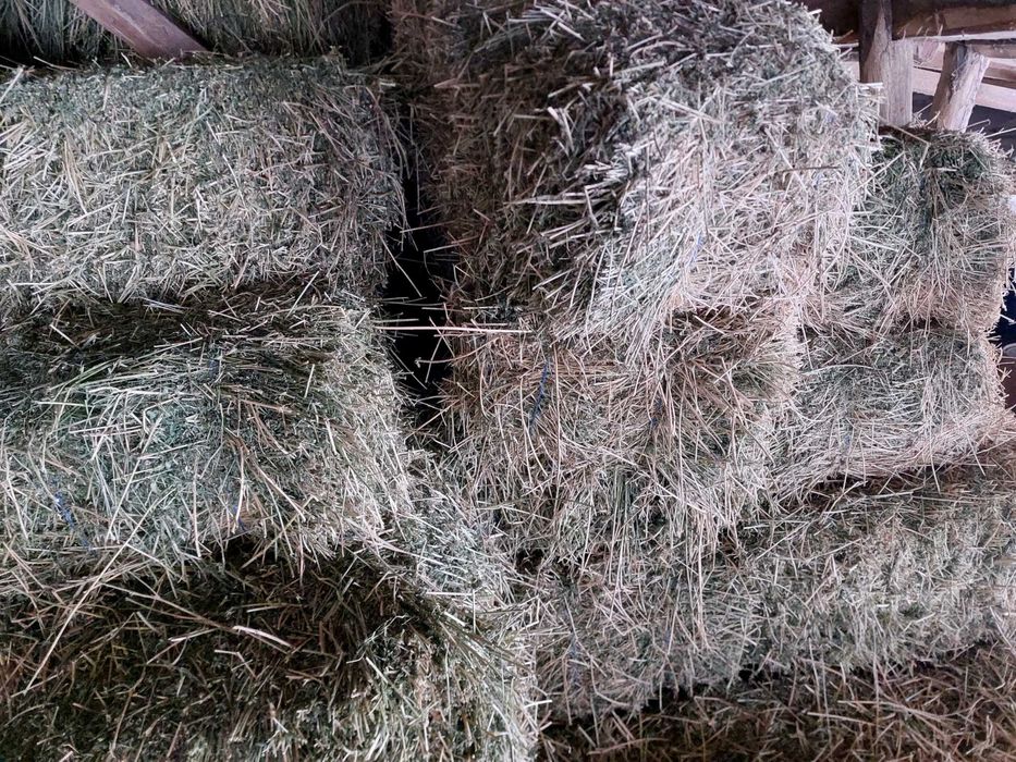 Бали люцерна втори откос