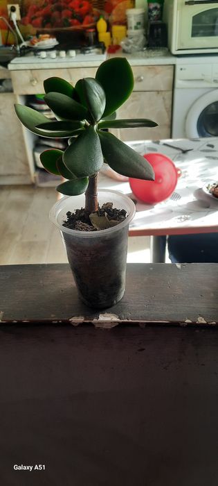 Продам ростки цветка