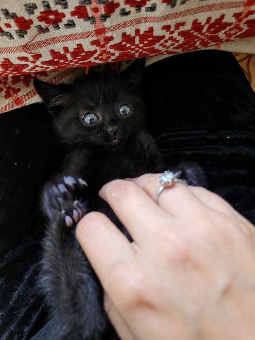 Котенок в добрые руки