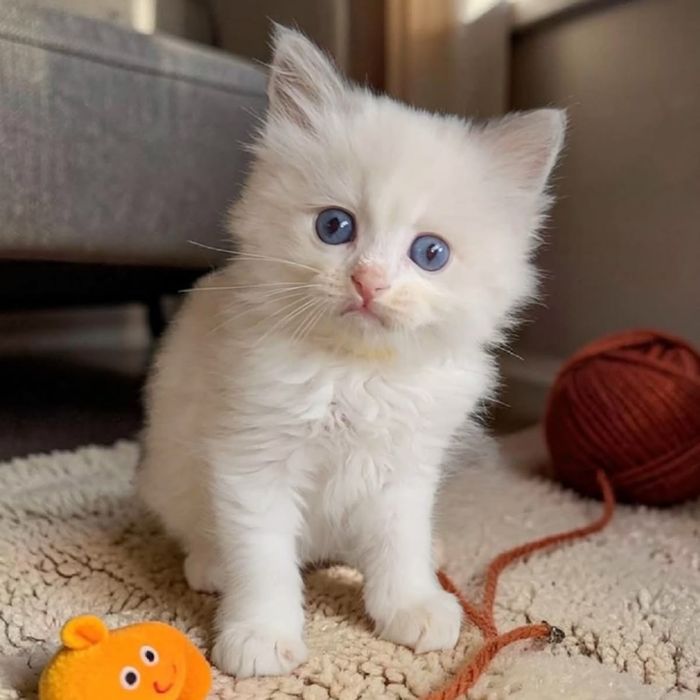 Disponibil mascul Ragdoll