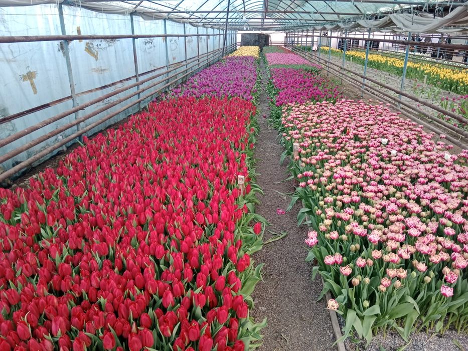Тюльпаны оптом передзаказ к 8 марта