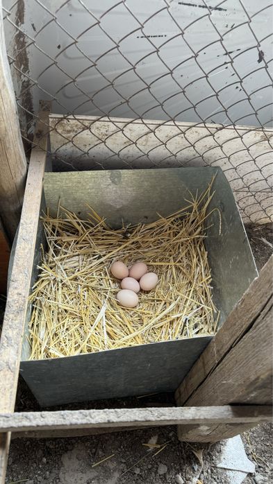 Яйца петух курица