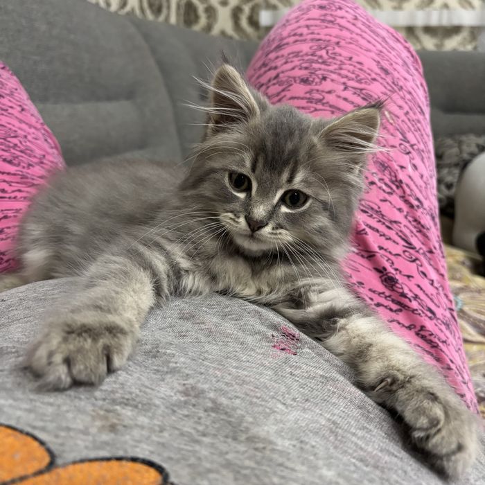 Продам котенка мальчик