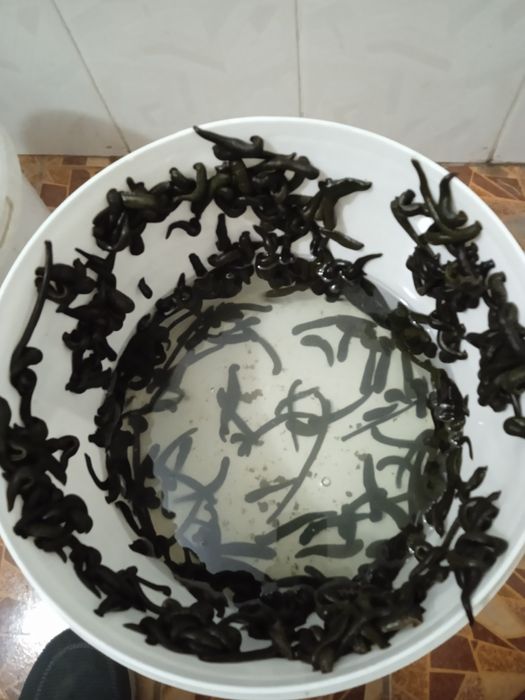 Zuluk sotiladi продается пиявки