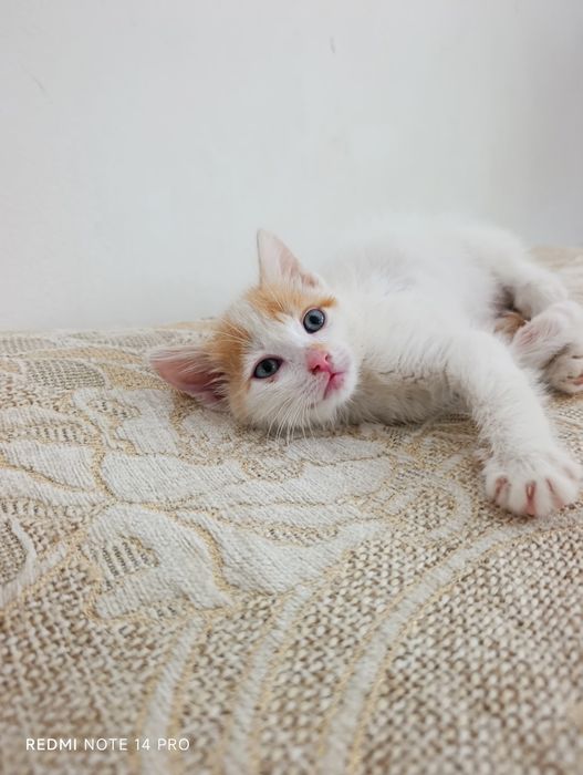 Котенок в добрые руки
