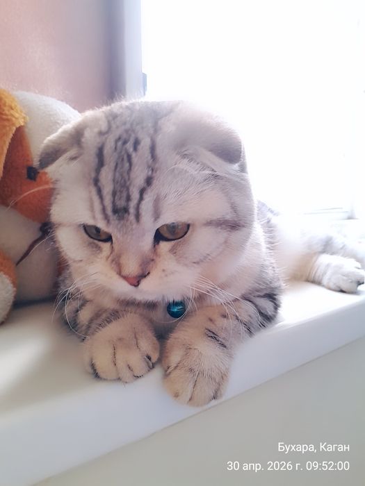 Мушук  сотилади. ПРОДАЁТСЯ Котёнок