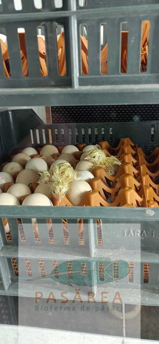 Puişori de găină La Bresse 1 zi, rasă pură