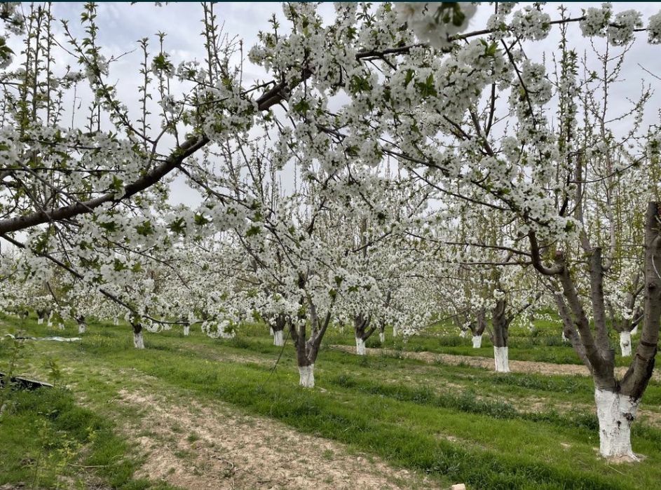 Tayyor 25 gektar bog sotiladi