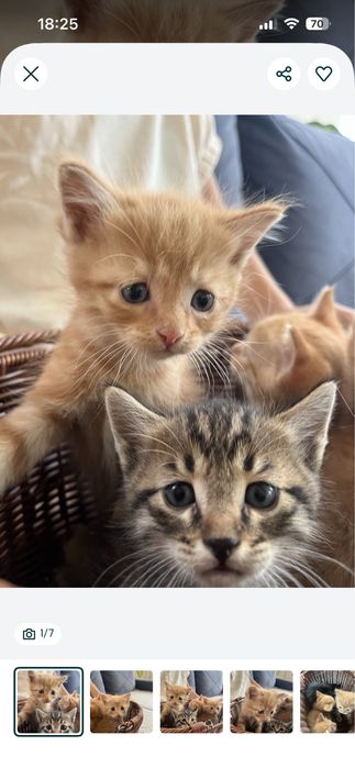 Котята домашние