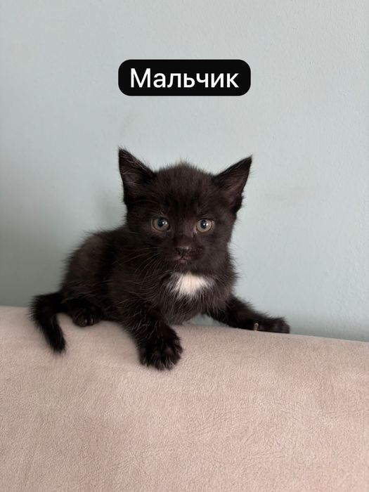 Отдам котят в хорошие руки!