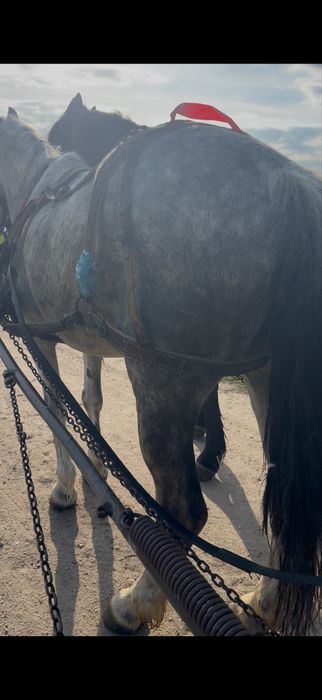 Iapă de 6 anii vânzare