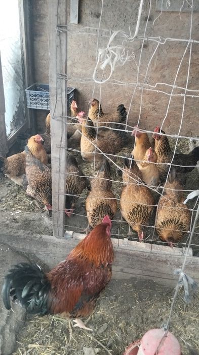 Продам.     продам