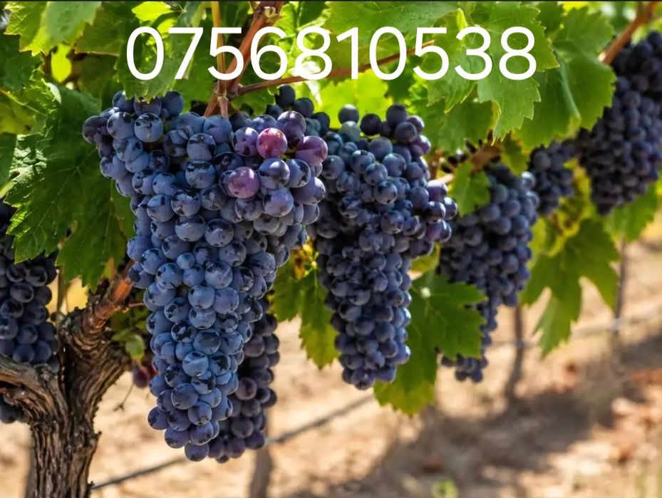 Aducem spre vânzare struguri de vin