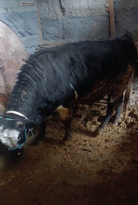 Бычок продается,бұқа сатылады