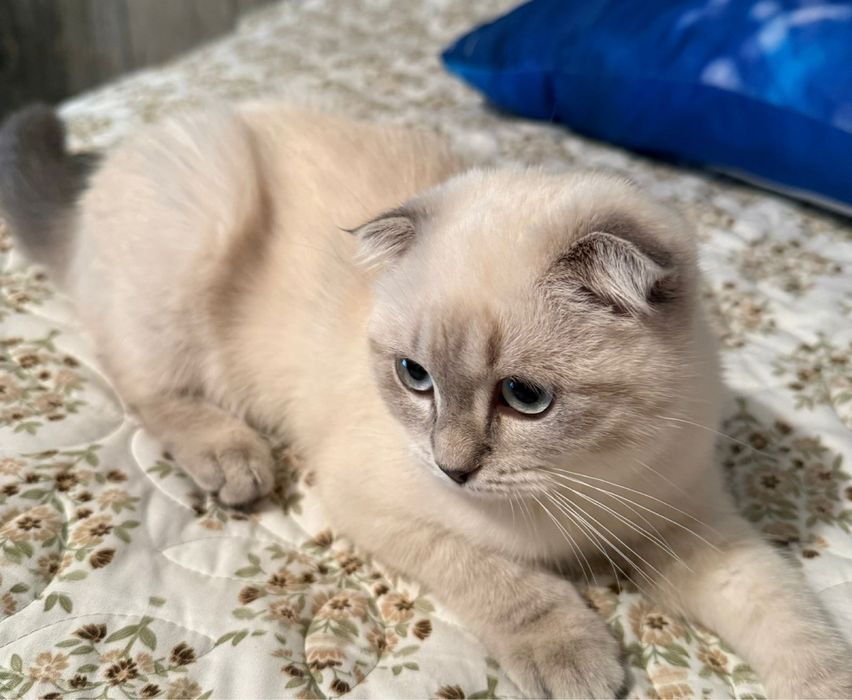 Шотландская вислоухая кошка