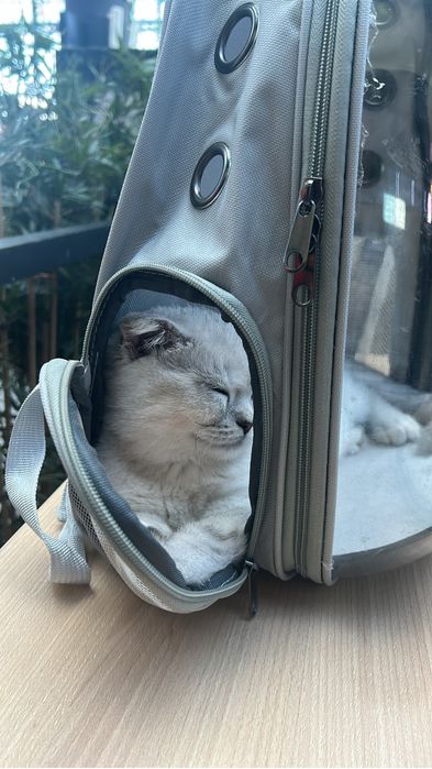Rucsac transport pentru pisici / animale de companie