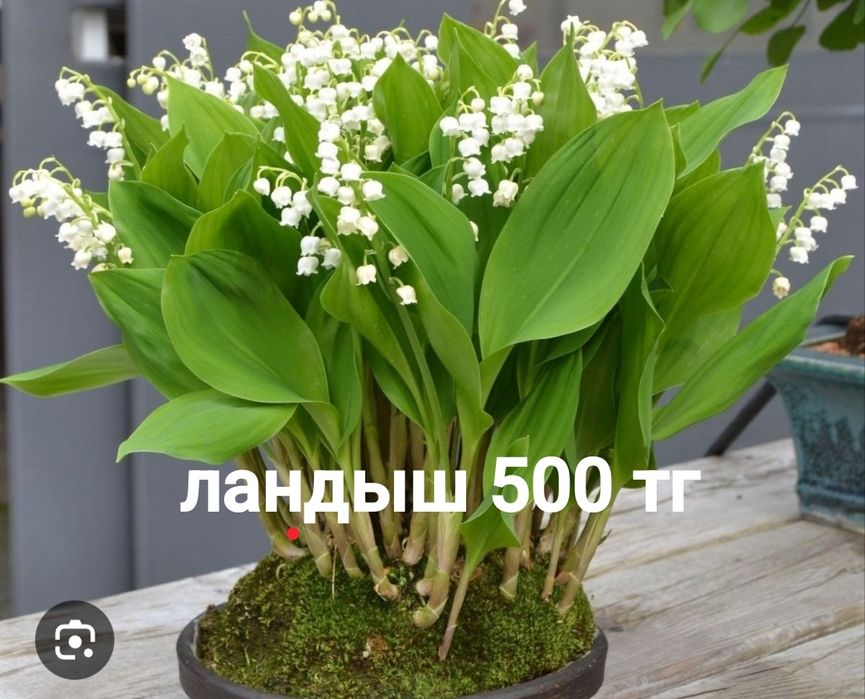 Многолетние цветы