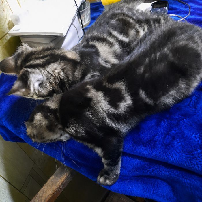 Мэйн кун котята продам