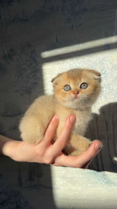 Породистые котята шиншиллы 2 месяца. Ташкент