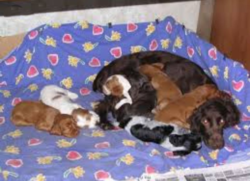 Щенок Русский Охотничий Спаниель