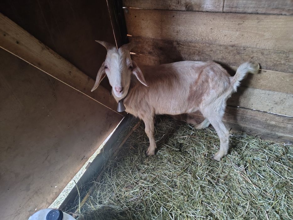 Țap metis de anglonubian de aproape un an