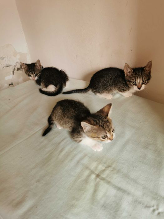 Ofer pentru adoptie pisoi