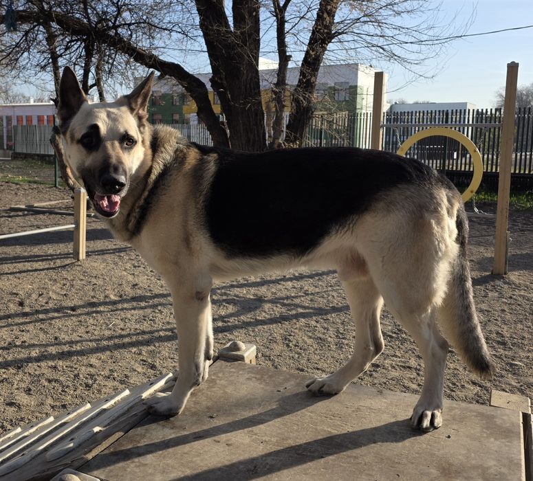 ВЕО  кобель на вязку