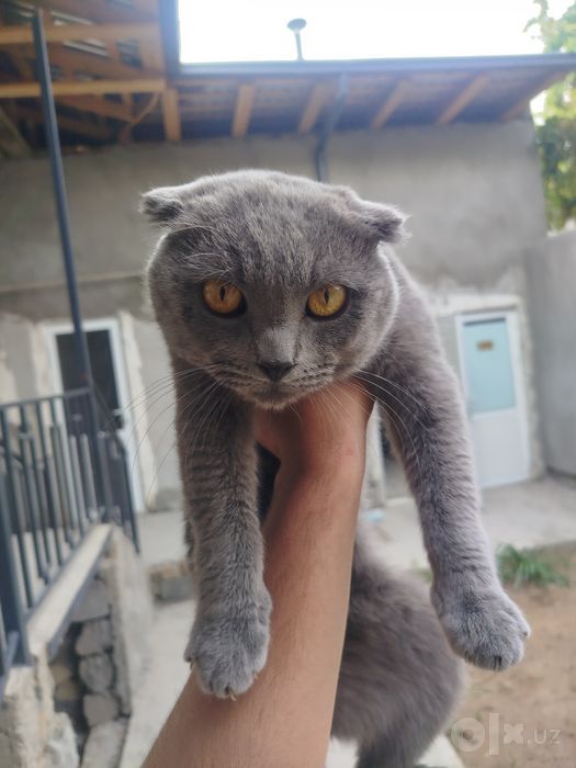 Zodli seriy mushuk