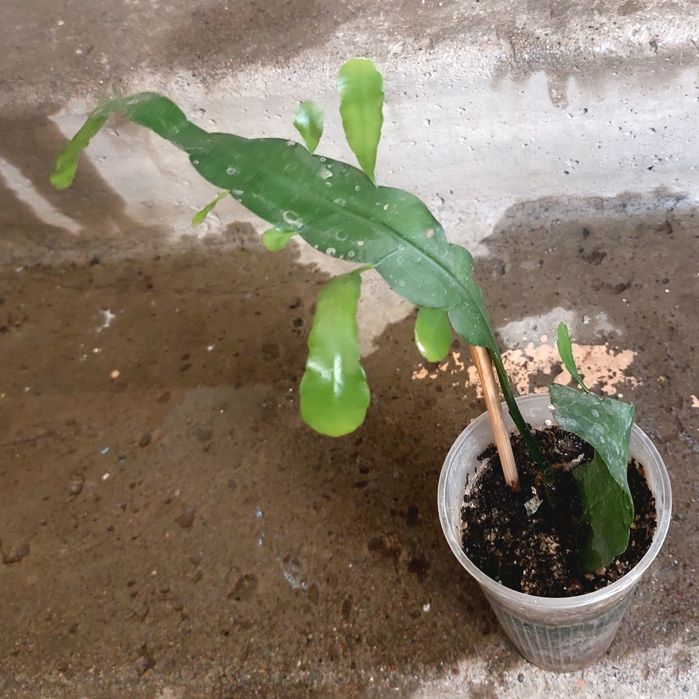 Продается эпифиллум лесной кактус