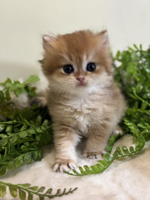 Продается котенок ny12