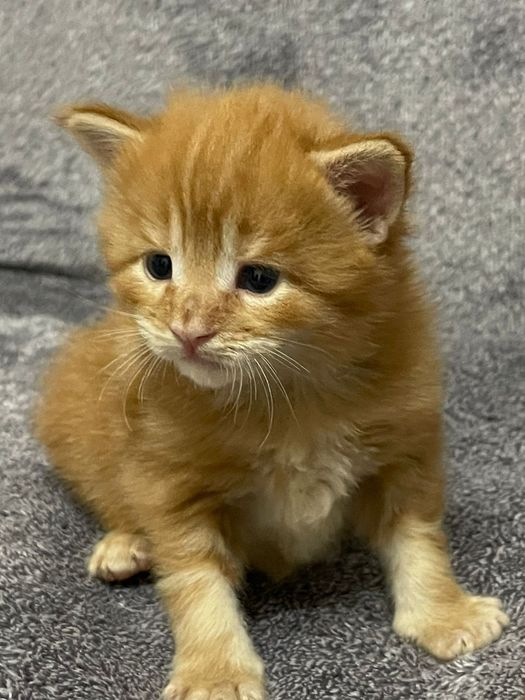 Крутые Мейн-Куны в продаже