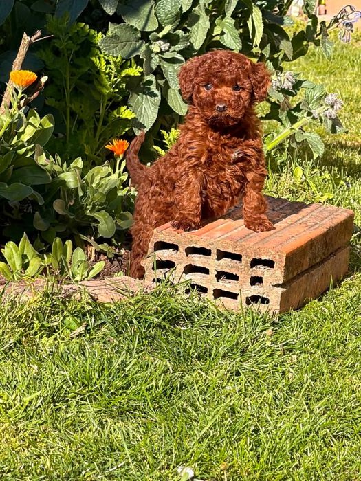 Băiețel Pudel/Poodel Toy roșcat caută noua familie