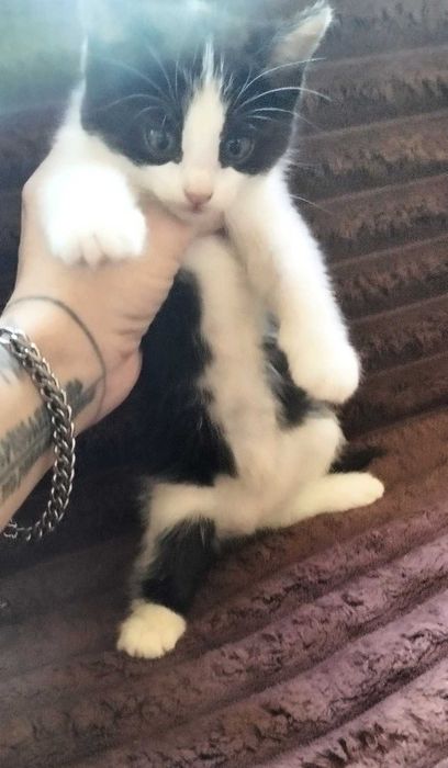 Котята в хорошие добрые руки