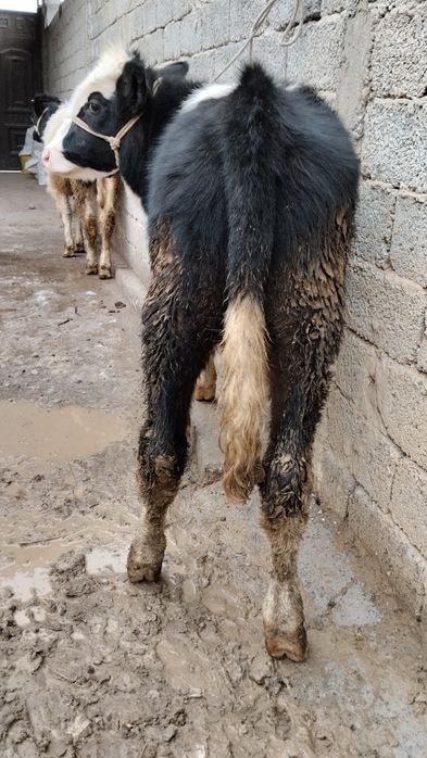 2 ta gibrit buqalar sotiladi yeb ichishlari zur