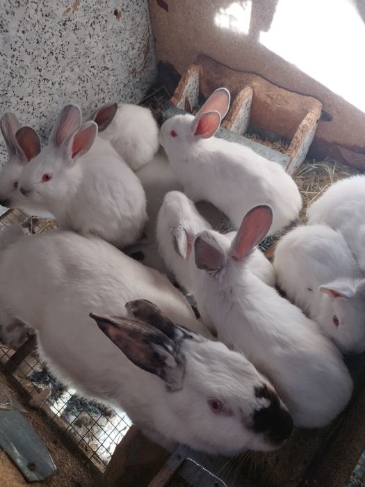 Крольчата калифорния 150.000 сум. Кролики. Куён Кролики