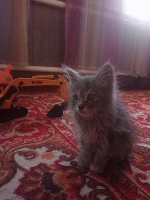 Одам котенка в хорошие руки