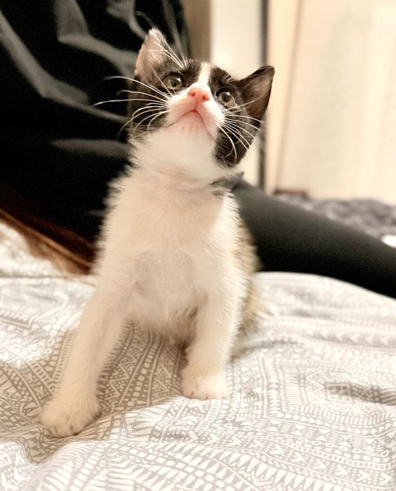 Будет отдан  в хорошие руки