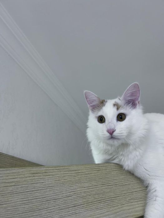 Милые котята в добрые руки