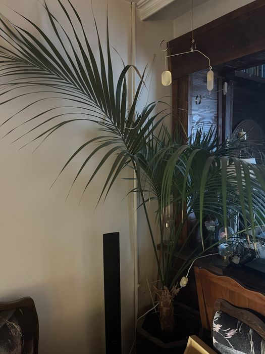 Палма. Финикова. В чудесно здраве. Над 20 годишна