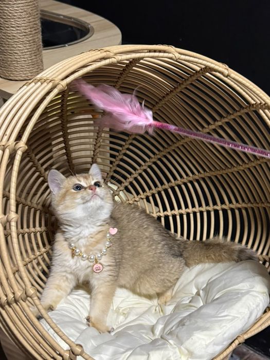 Золотая шиншилла шоу класса