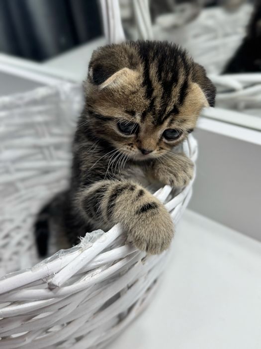 Продаются шотландские котята