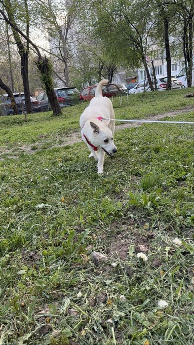 Търси дом! Здравейте, това е Айра